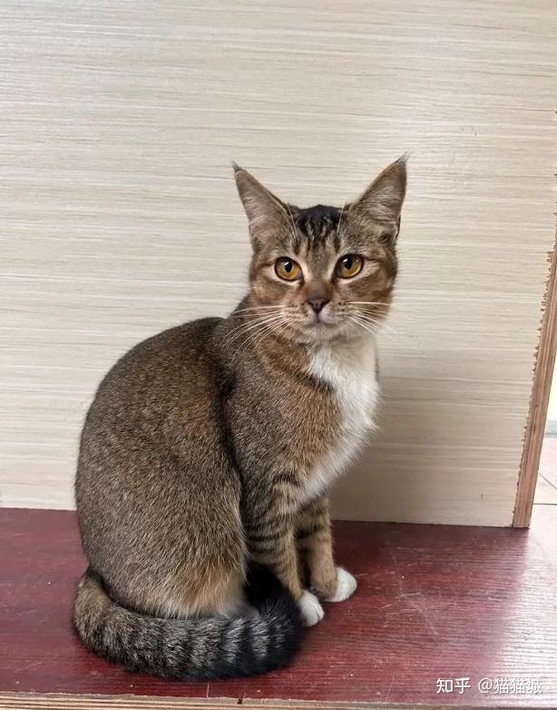狸花猫究竟属于野猫还是宠物猫? - 知乎