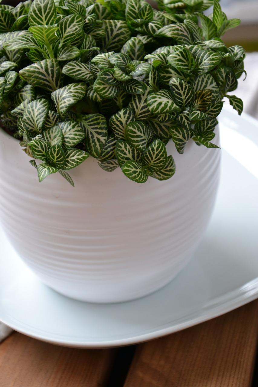 盆栽麒麟如何浇水