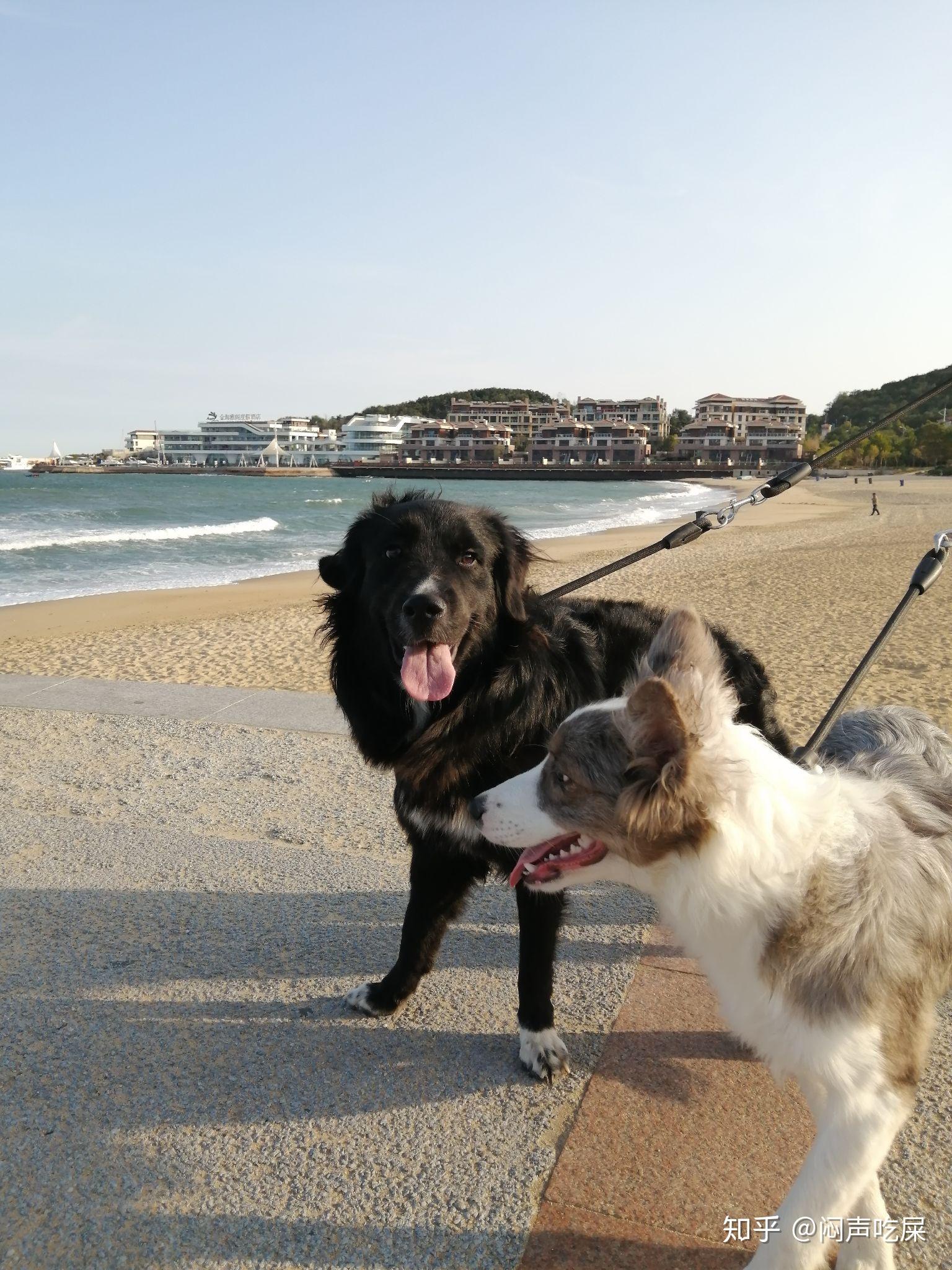 边牧可以和金毛串吗?