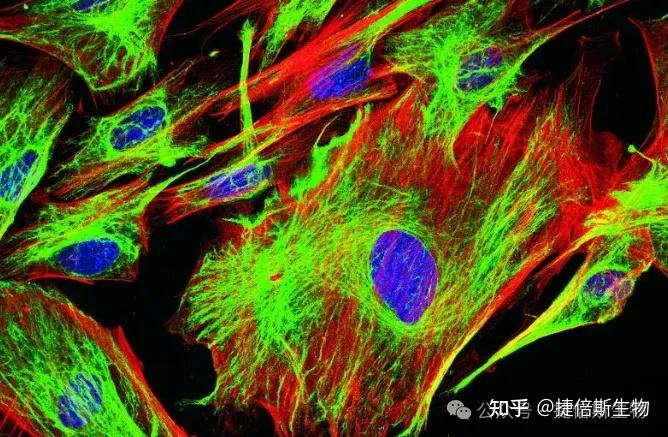 10种常用细胞核染料特点介绍 - 知乎