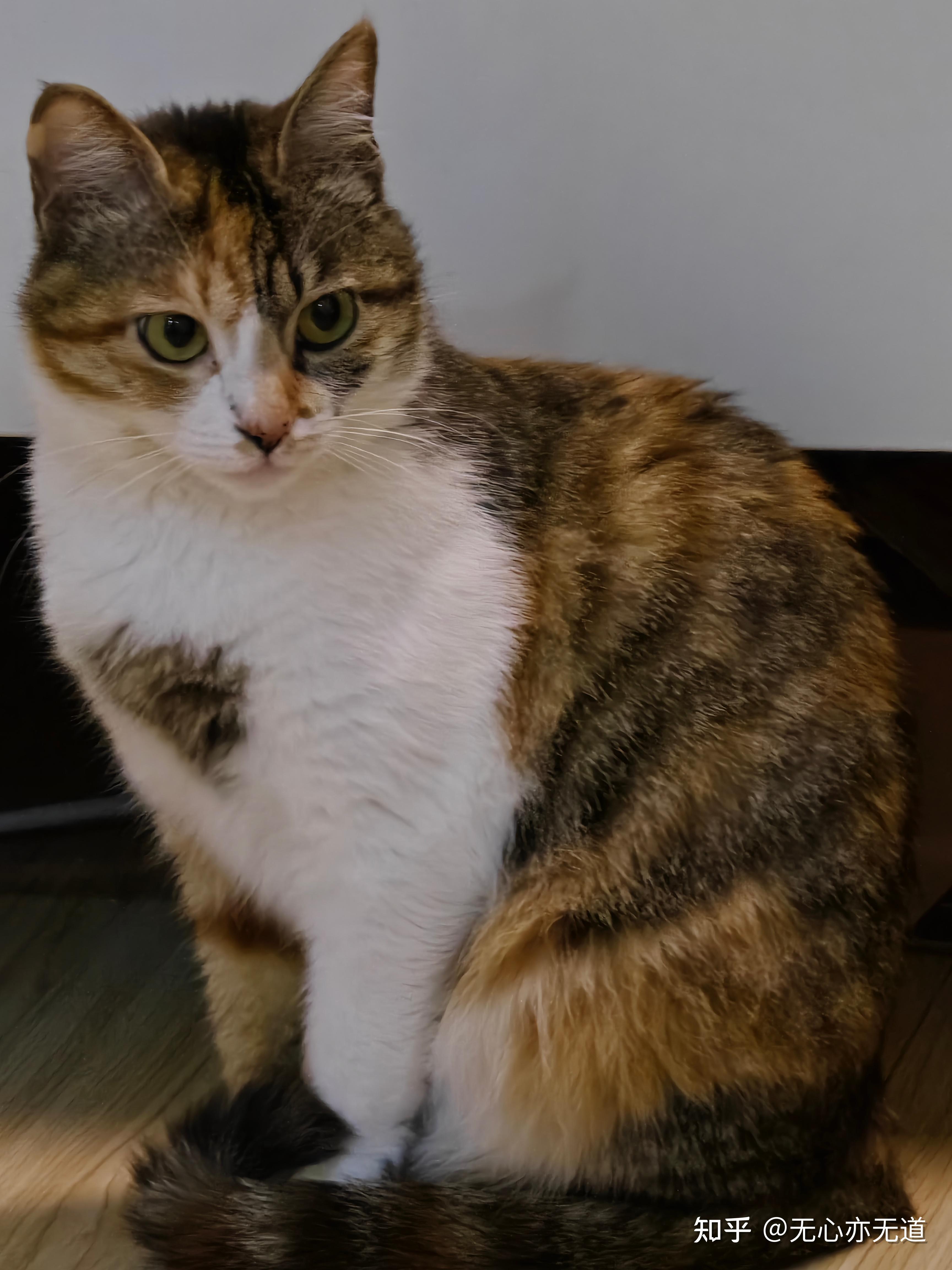 三花猫和狸花猫的区别有哪些？ - 知乎