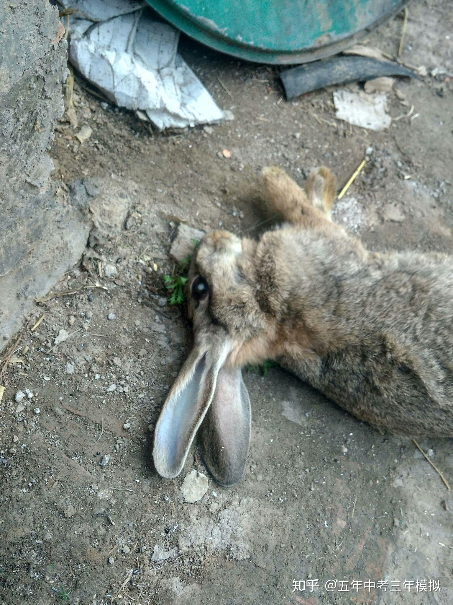 兔子死之前一阵尖叫图片