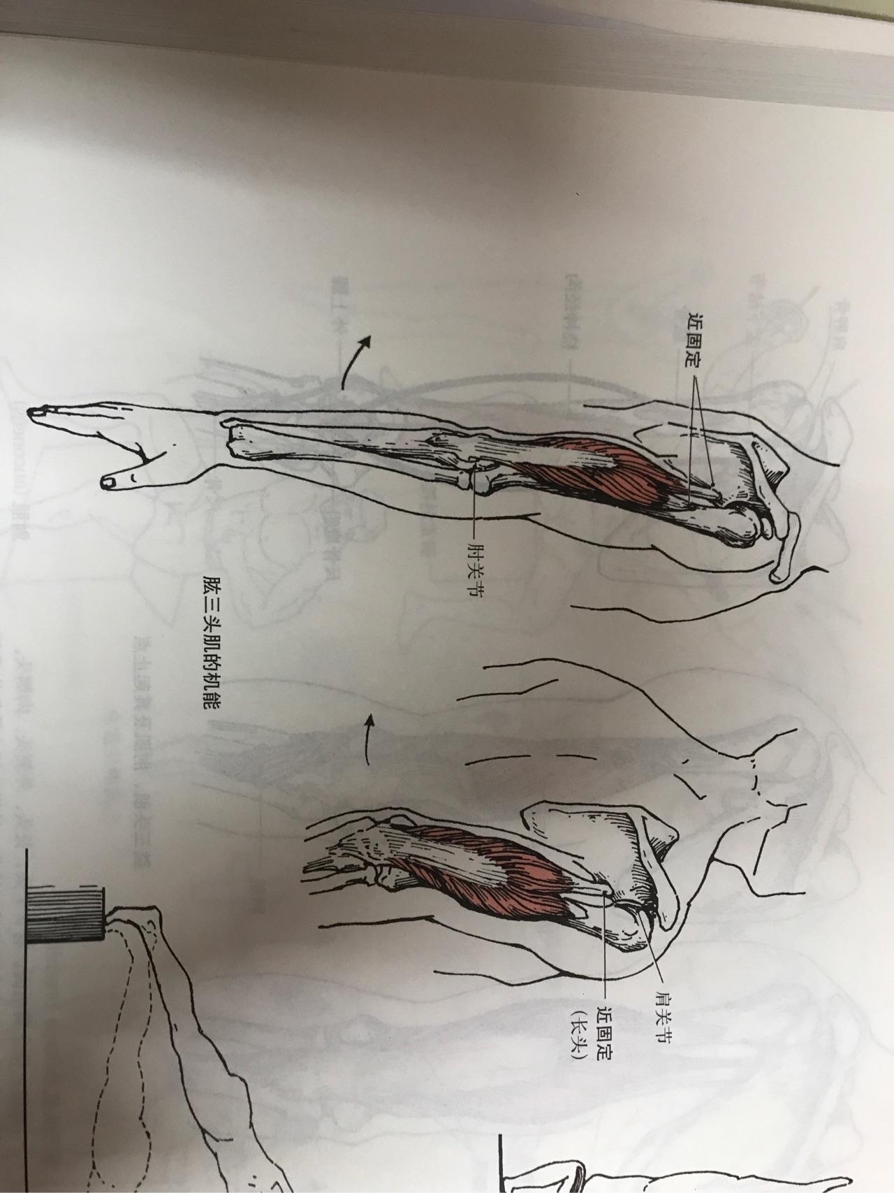 有關肱三頭肌的運動