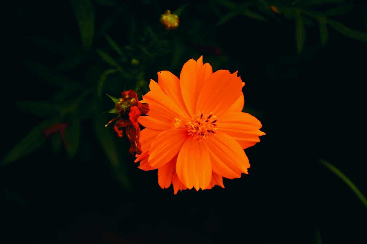 3. 硫磺菊养护要点