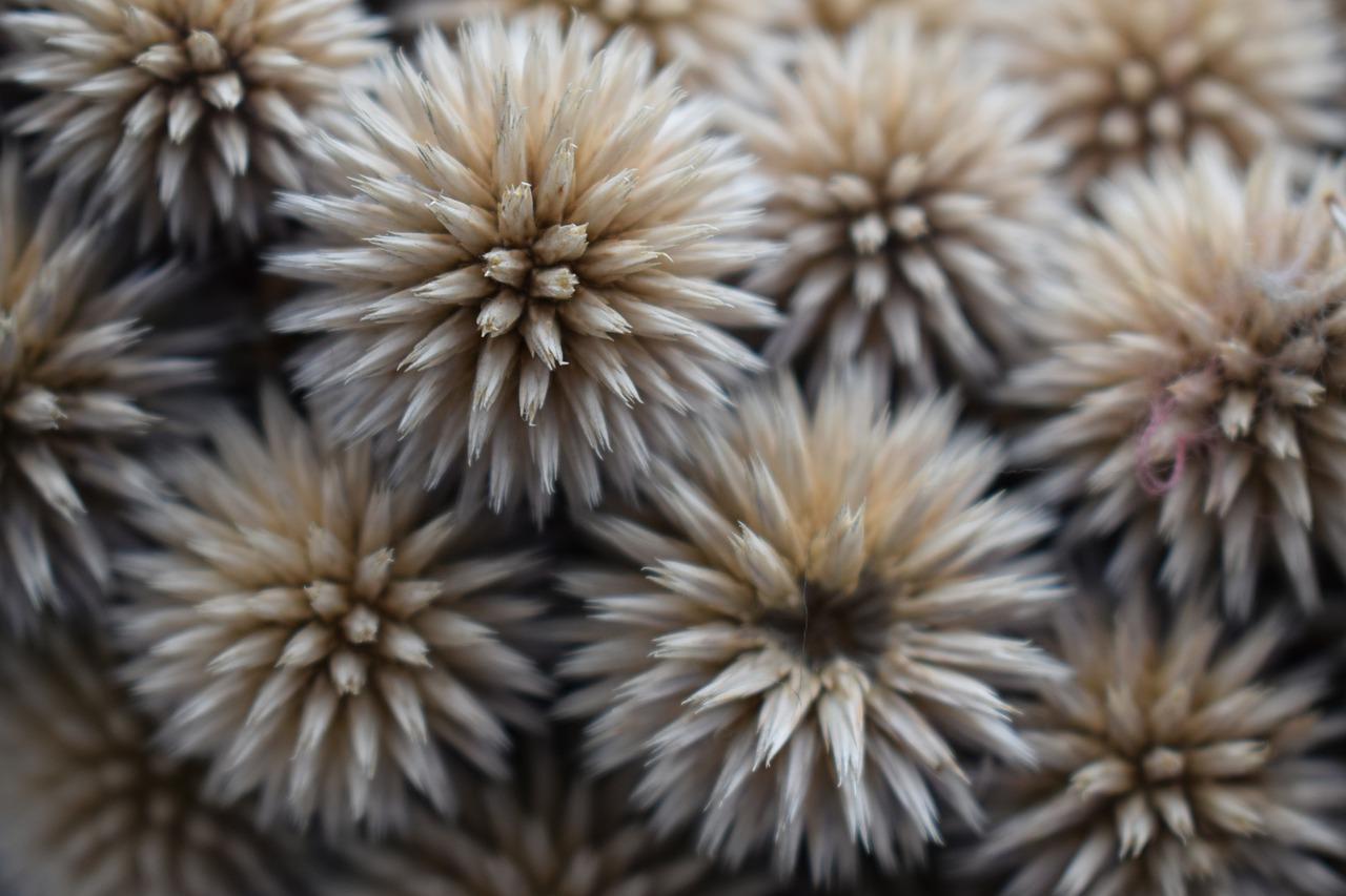 4. 浇水与湿度管理