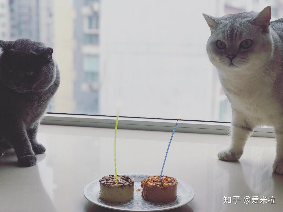 hellokitty蛋糕,eotty猫蛋糕,eotty翻糖蛋糕_大山谷图库