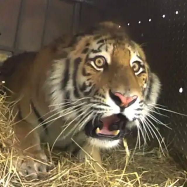 捏住老虎的后颈肉，它会像猫咪一样乖巧顺从吗？