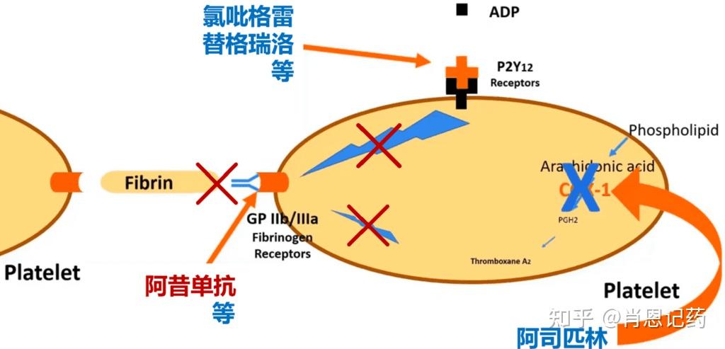 阿昔单抗图片