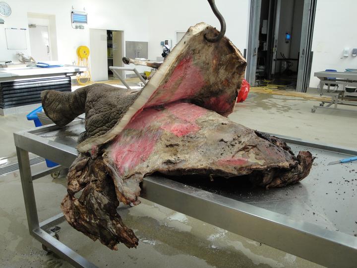 为什么动物进化不出皮甲？