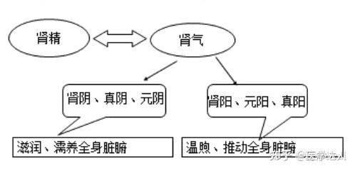 上卷:素问篇 上古天真论 天癸 - 知乎
