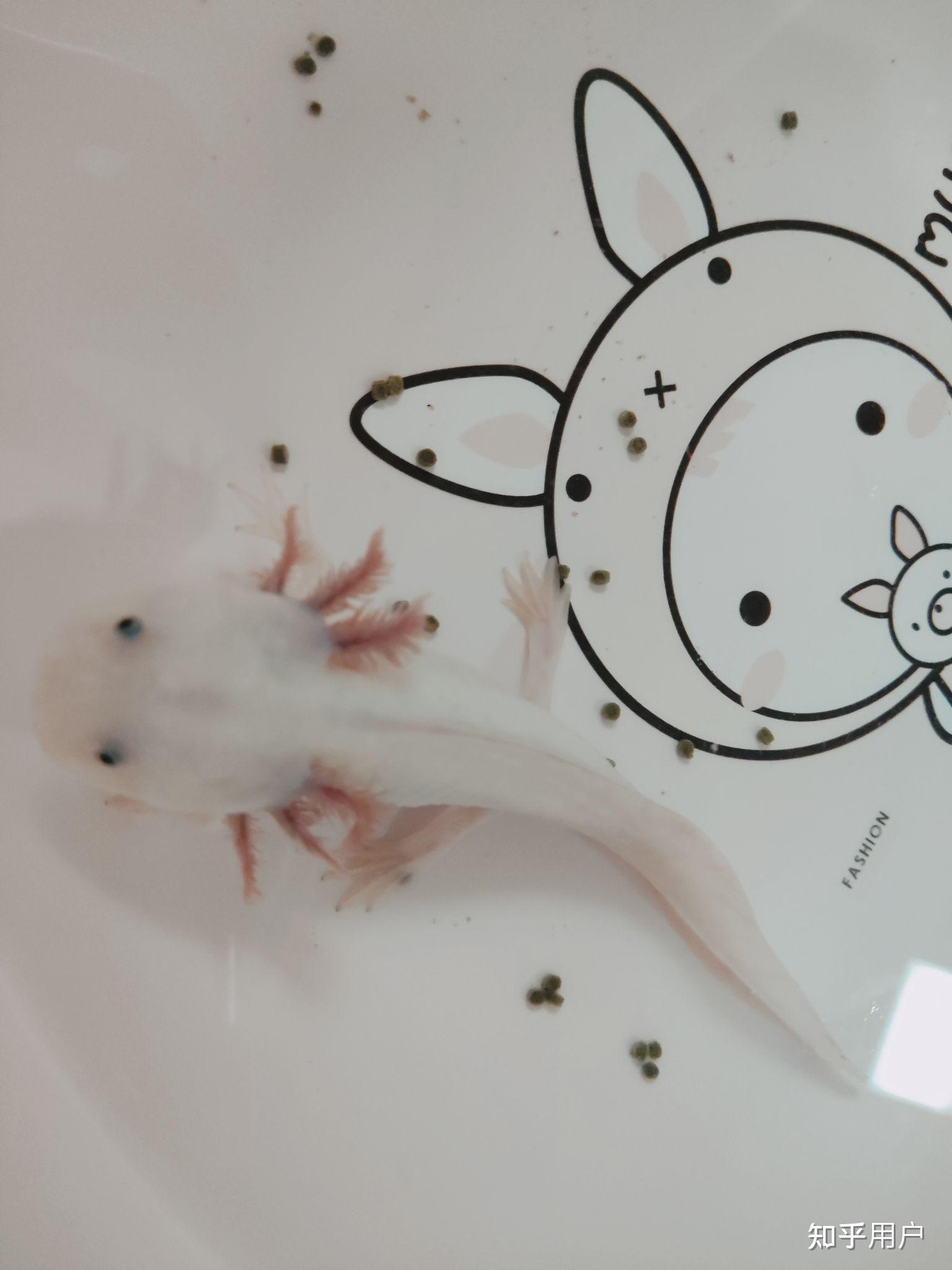 六角恐龙(蝾螈)怎么饲养?有什么要注意的吗? - 知乎