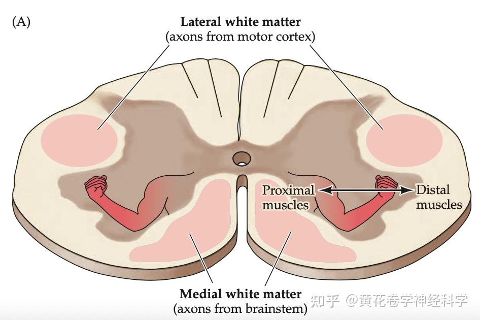 上运动神经元的结构与功能 |BICCN大脑细胞图谱计划 - 知乎
