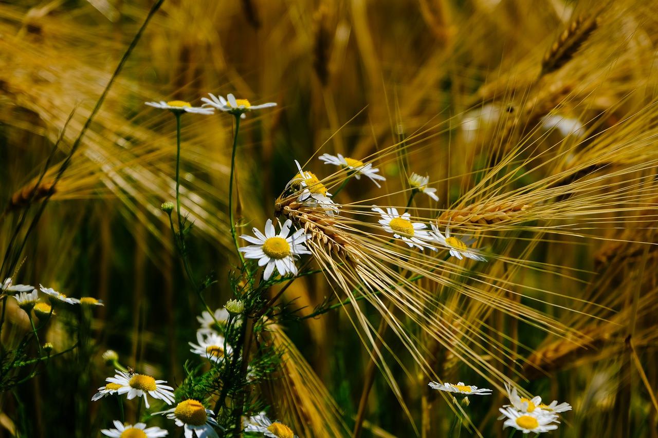 4. 大麦产地分布