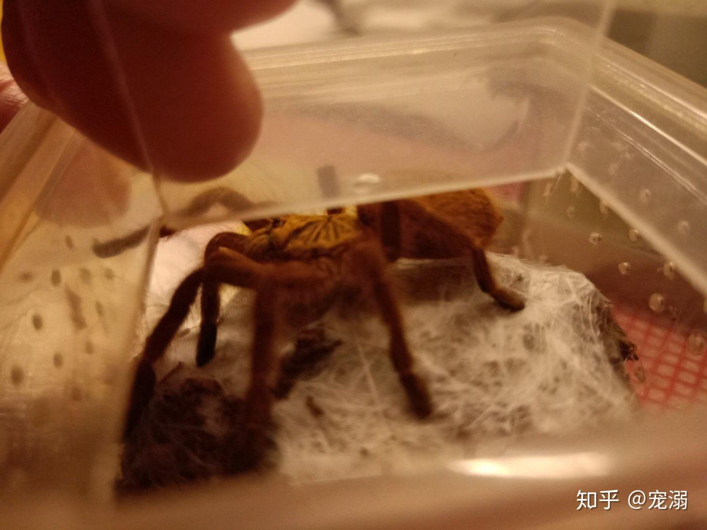 这是什么蜘蛛这么大 咬人吗 没捉到跑了 在屋里感觉不安全？ - 知乎