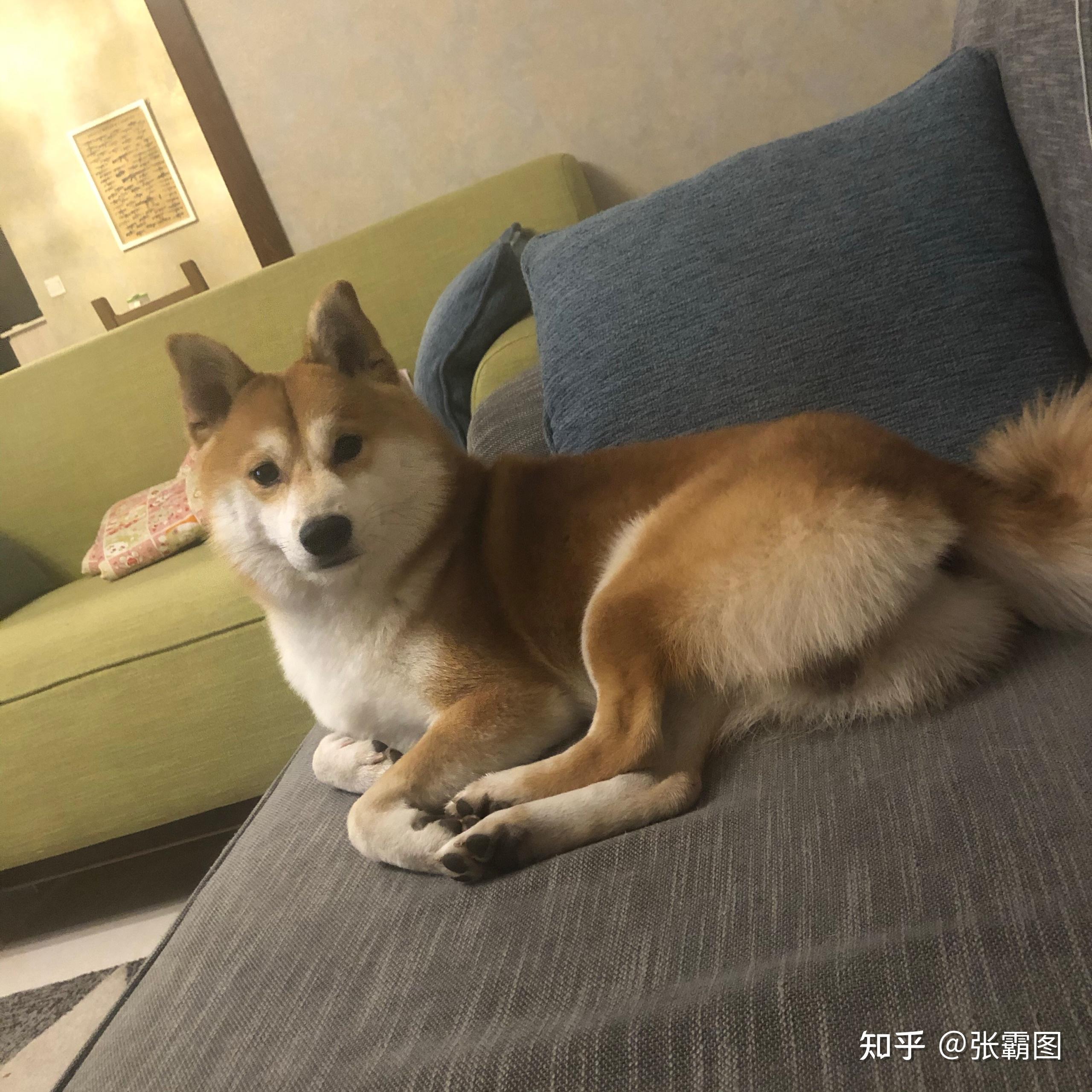 一岁的柴犬还是长得像狐狸是不是被骗了