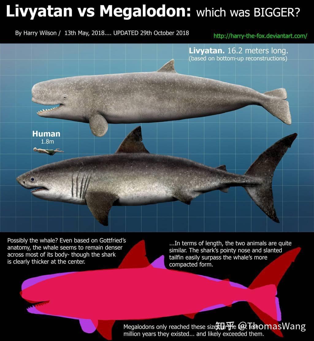 梅尔维尔鲸巨齿鲨图片