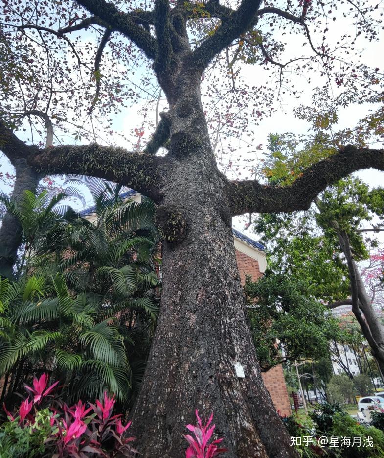 植物篇︱木棉：树干长刺，花开如火，人称英雄树 - 知乎