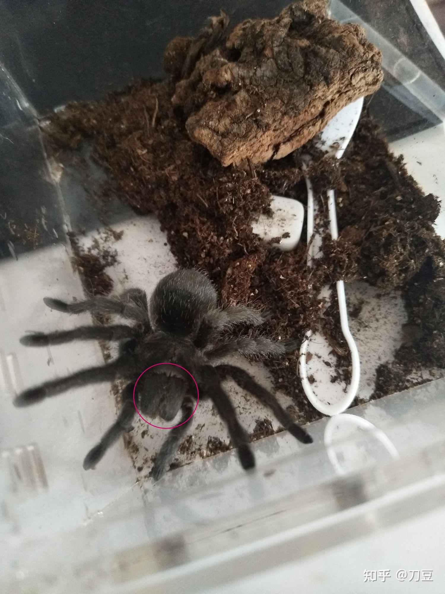 蜘蛛的嘴长什么样子