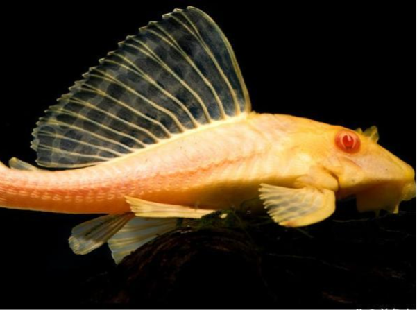 我的鱼缸壁长了很多藻怎么办什么鱼吃藻