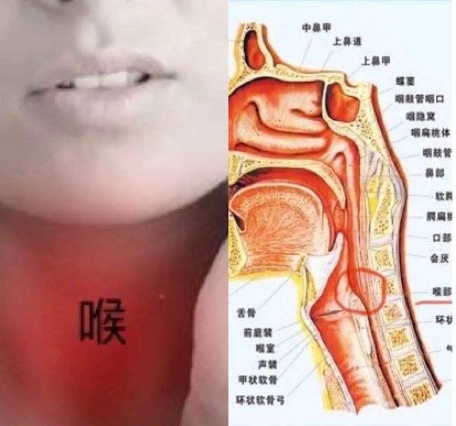 咽喉