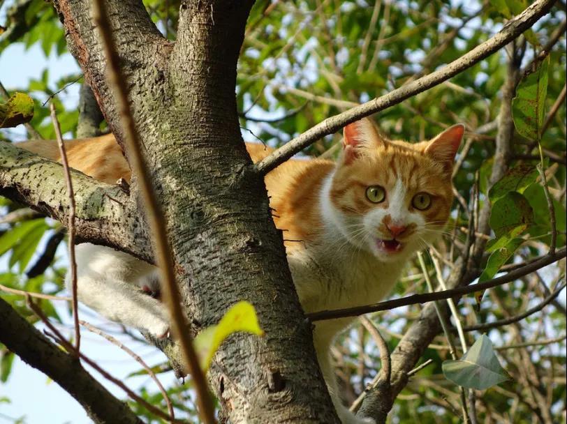 猫：上树容易下树怂丨猫咪爬树下不来咋办？ - 知乎