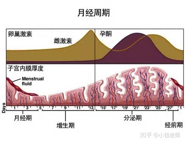 是什么左右了你的经期状态——论性激素平衡 知乎 
