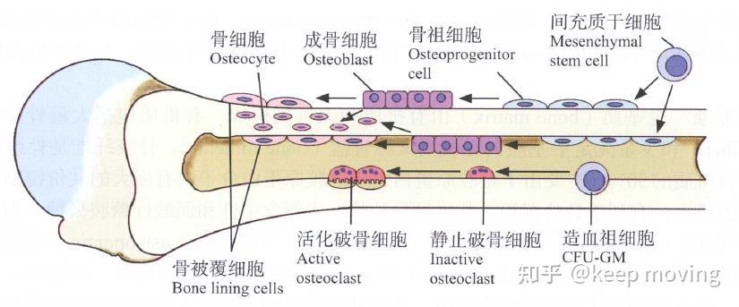 骨组织结构及骨质疏松模型 - 知乎