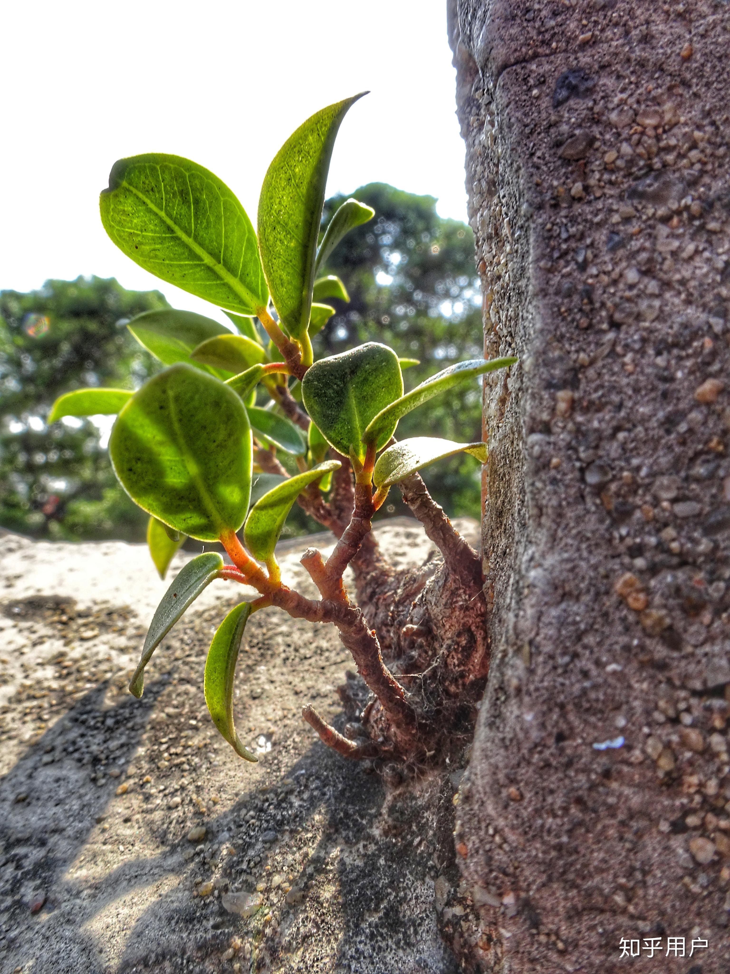 你所拍摄过最有生命力的照片是哪一张