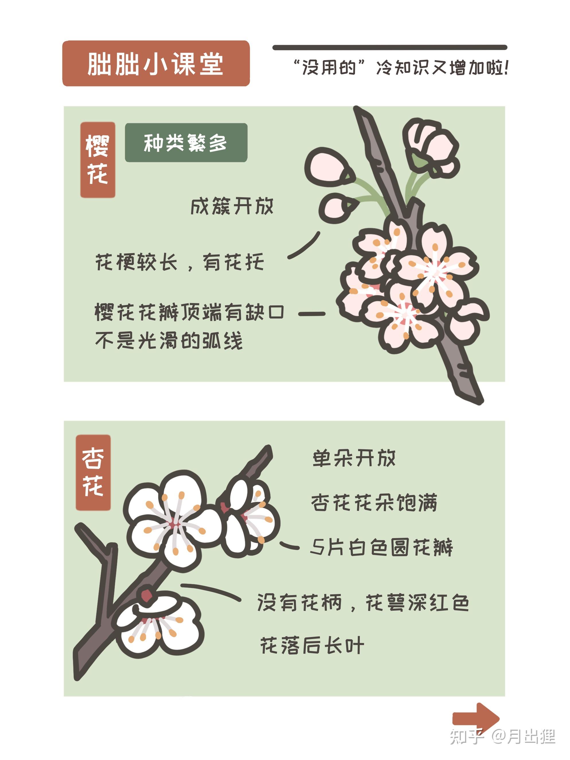 怎么区分樱花梅花桃花? - 知乎