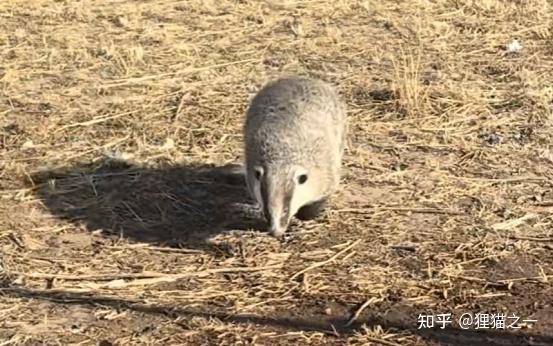 野生獾子爱上狗?连续3次来居民区找狗玩,被狗主人拿铲子送走 - 知乎