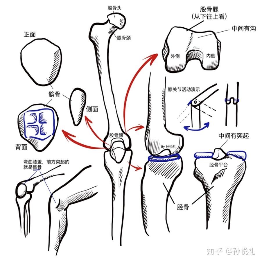髌骨软化 大体重,我该如何运动啊(崩溃中)? - 知乎