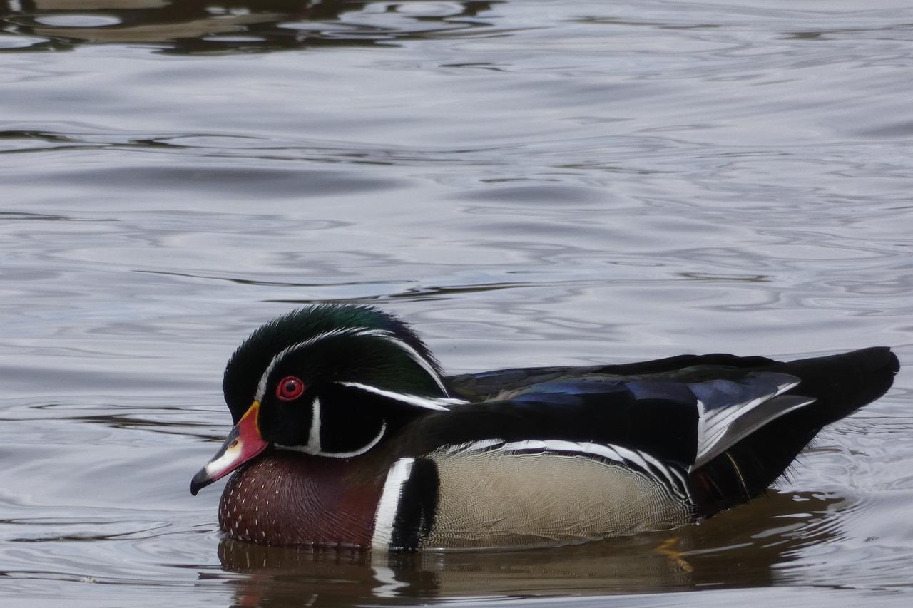 3. 鸡尾木地板应用