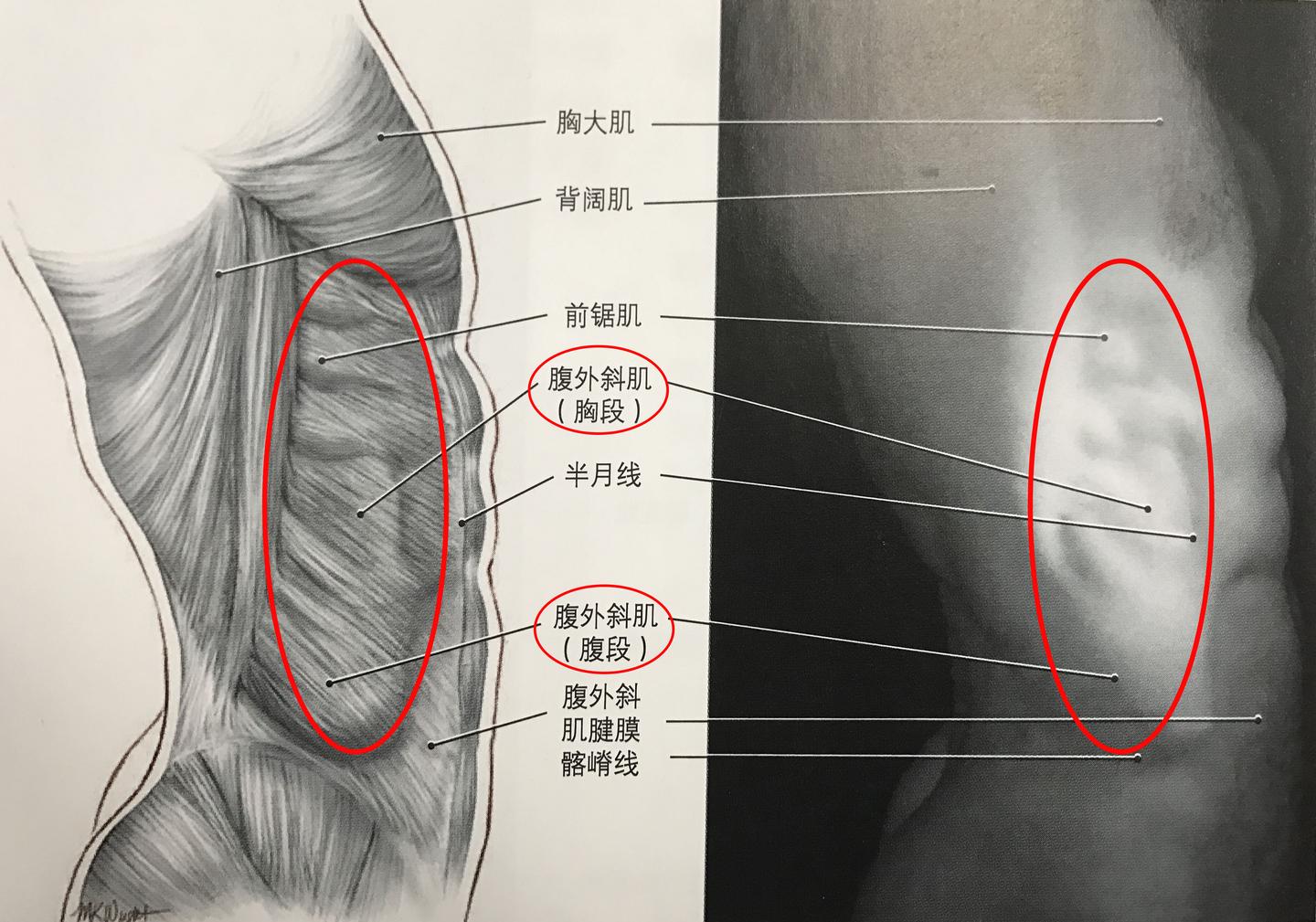 狂练人鱼线没用?其实这样就能轻松速成 - 知乎