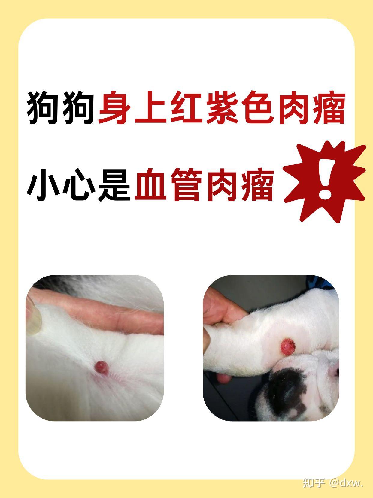 狗狗身上红紫色肉瘤❗小心是血管肉瘤❗