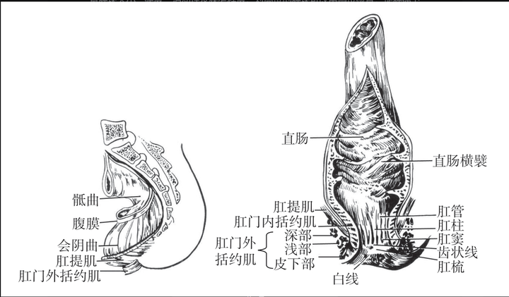 肛门直肠结构高清图图片