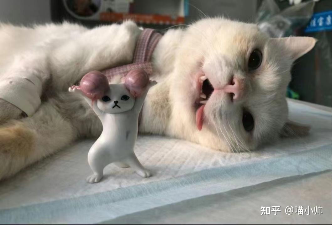 位高权重最佳动物=位高权重的动物代表什么生肖