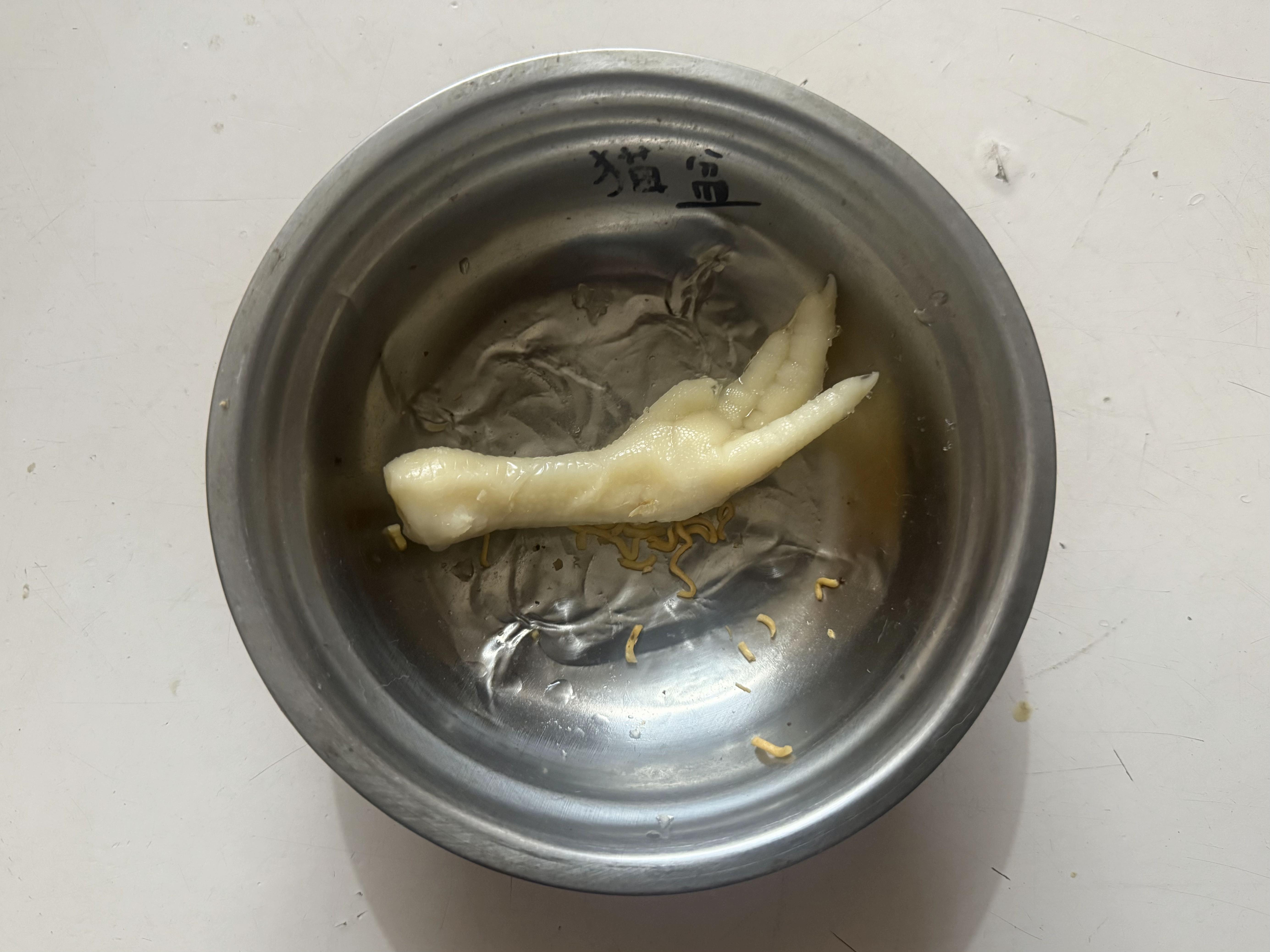 昨晚关店门的时候，发现猫咪盯着鸡爪看，今看到它咬下一个鸡爪 - 知乎