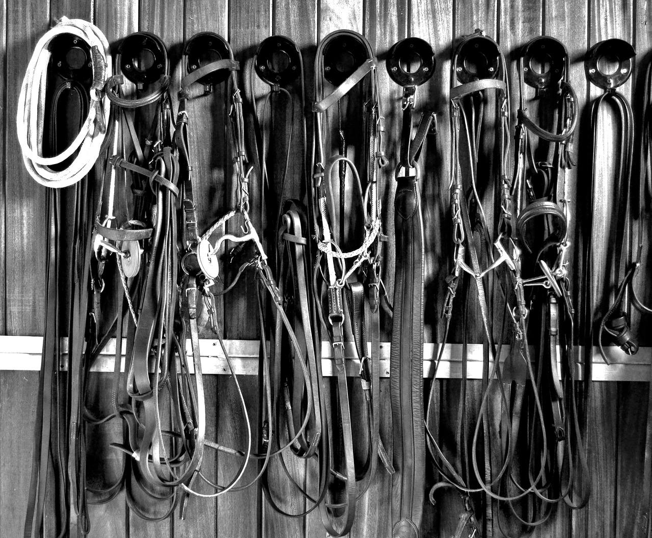 马术公园价格优