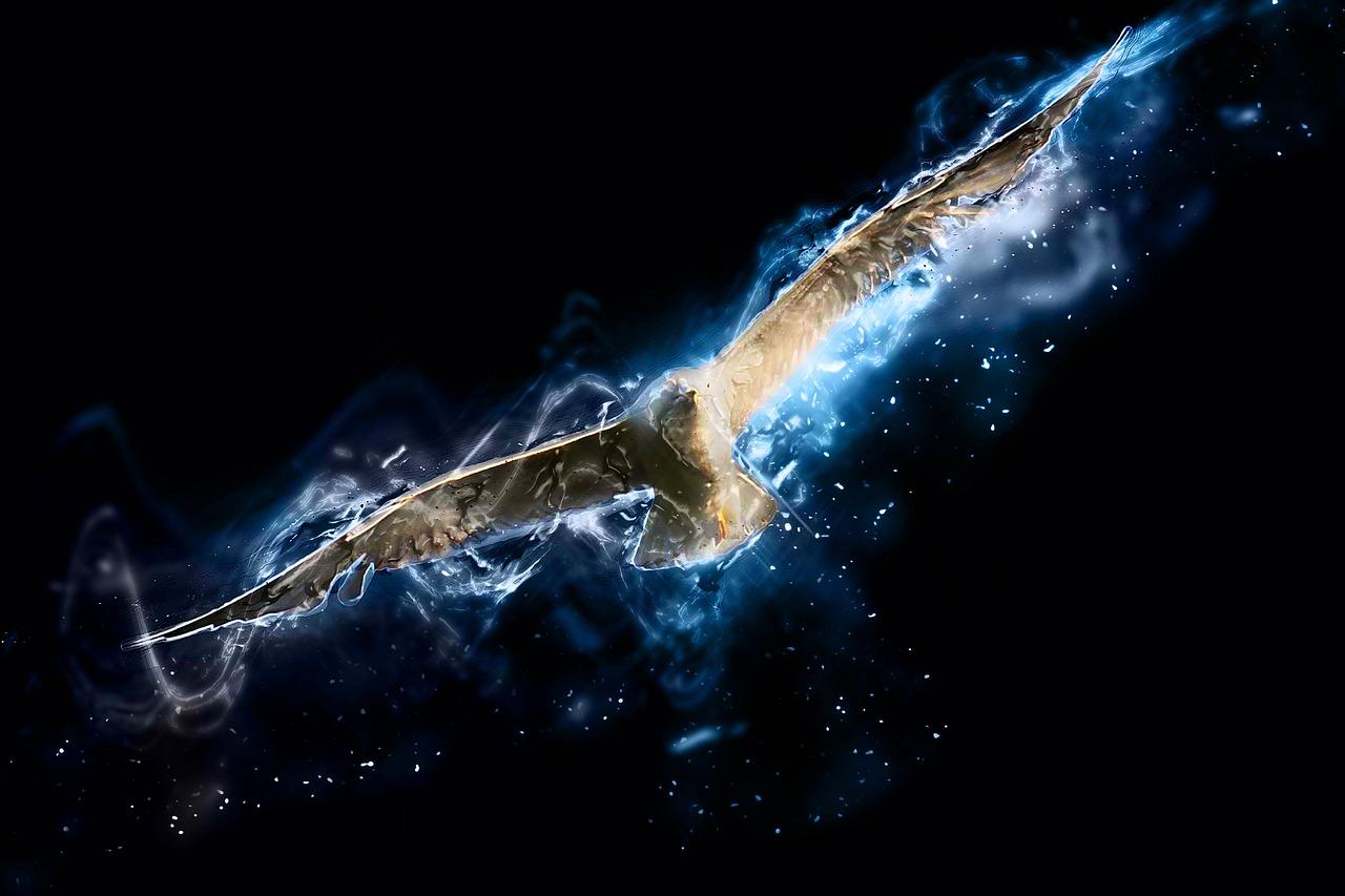 如何加盟小海鸥贝壳粉