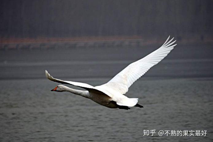 大黄鶴　中黄鶴 蘇州毛筆　5本 中国古代书画》专场撷英之绘画篇丨中国嘉德2022秋拍- 拍卖行排行榜