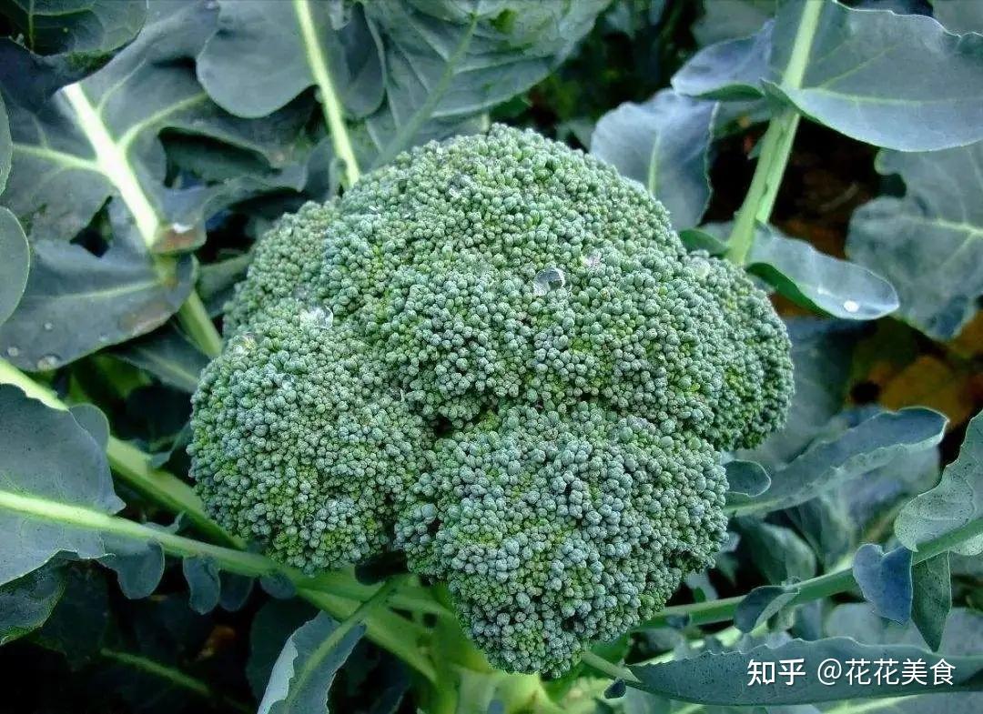 【植物科普】白菜究竟是什么菜?西兰花是不是花?十字花科了解一下 - 知乎