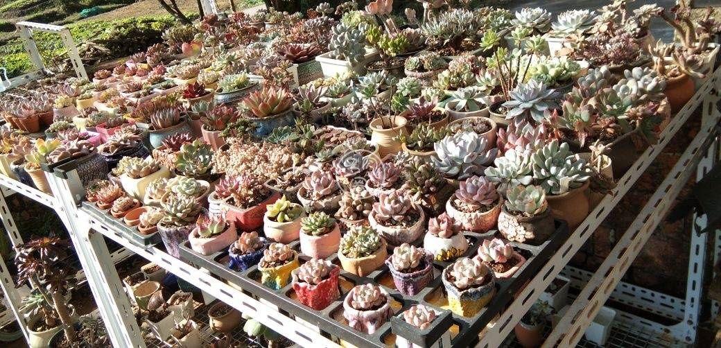 浅谈多肉植物夏型种 春秋型种 冬型种浇水 知乎