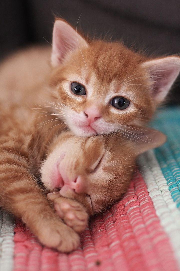 一个月大的小奶猫吃什么好