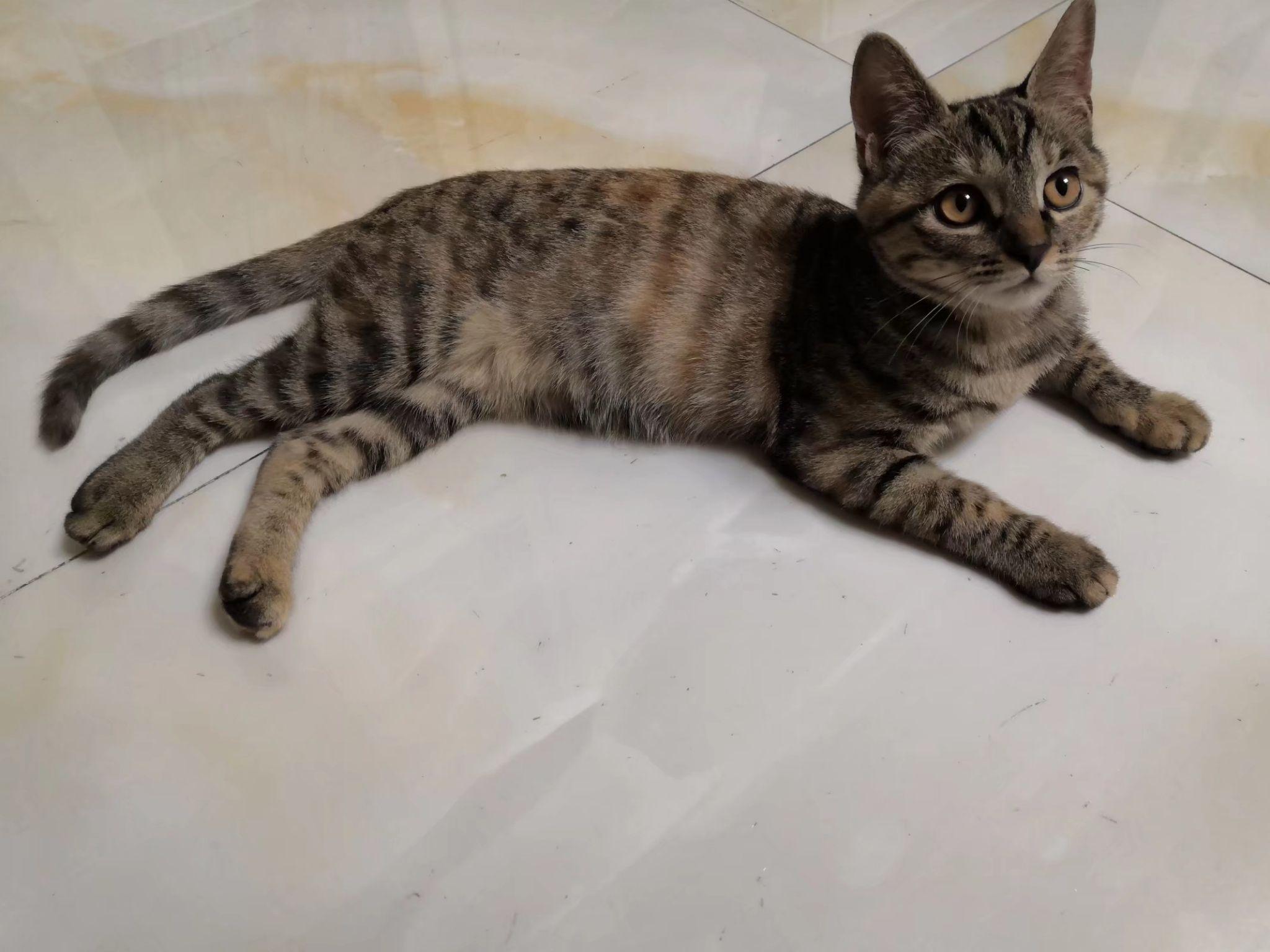 狸花猫可以当成宠物养吗