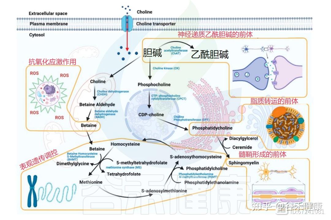 什么是胆碱，它与人体疾病有什么关系，如何平衡膳食胆碱 - 知乎