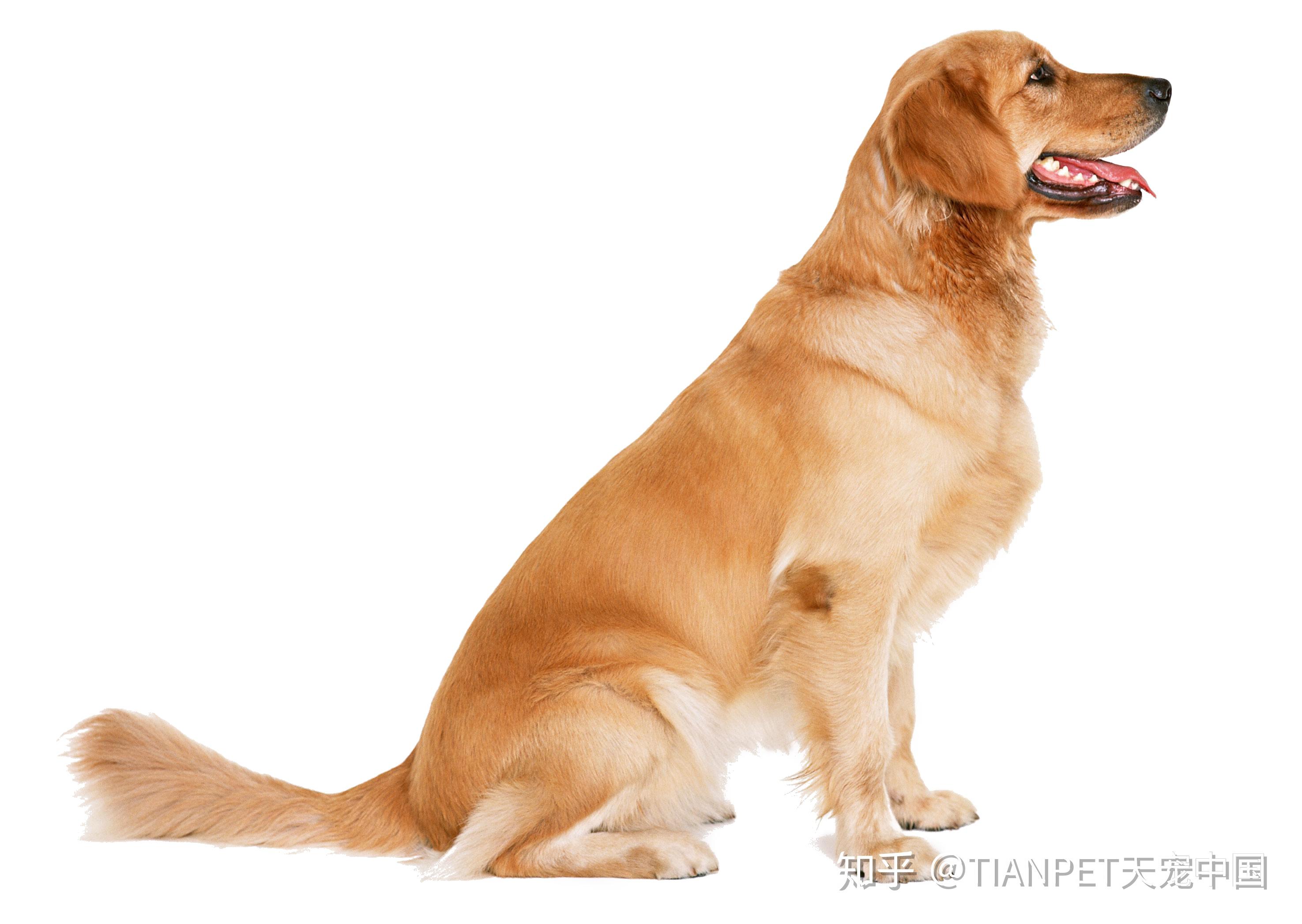 如何读懂狗狗的身体语言呢