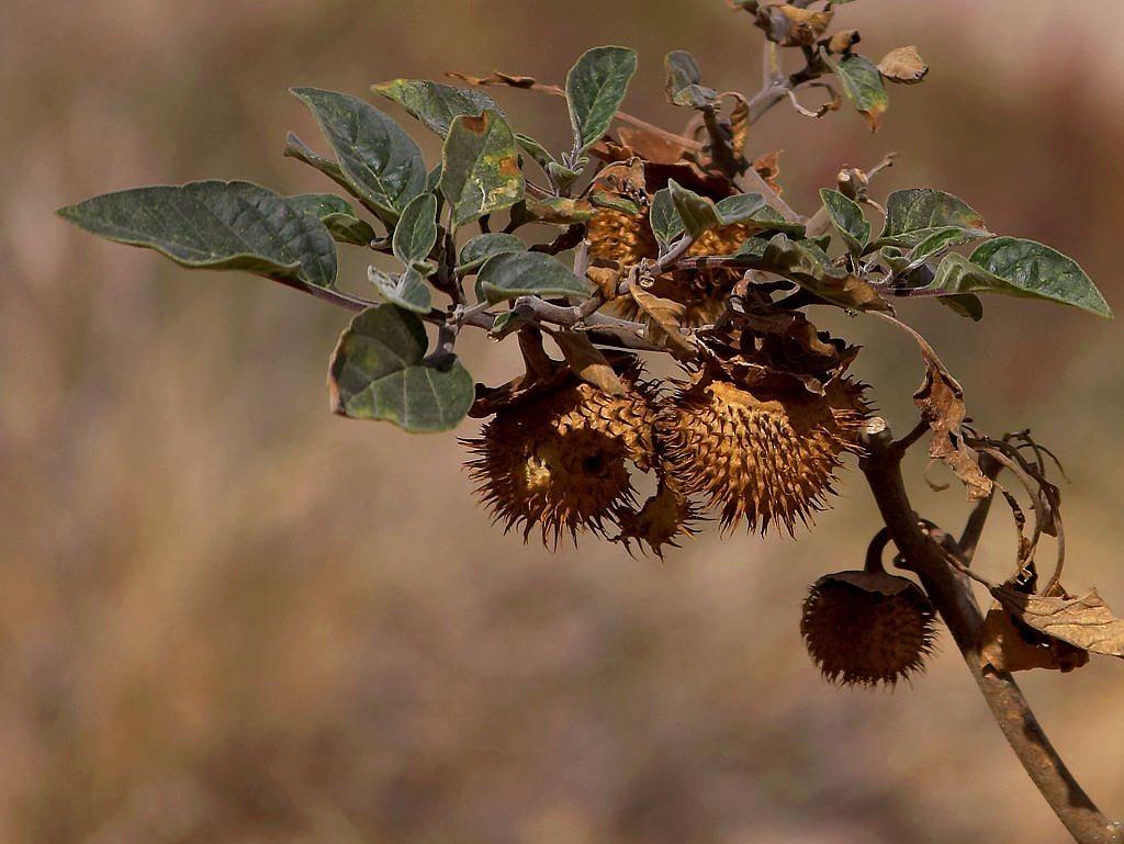 3. 栗树扦插繁殖