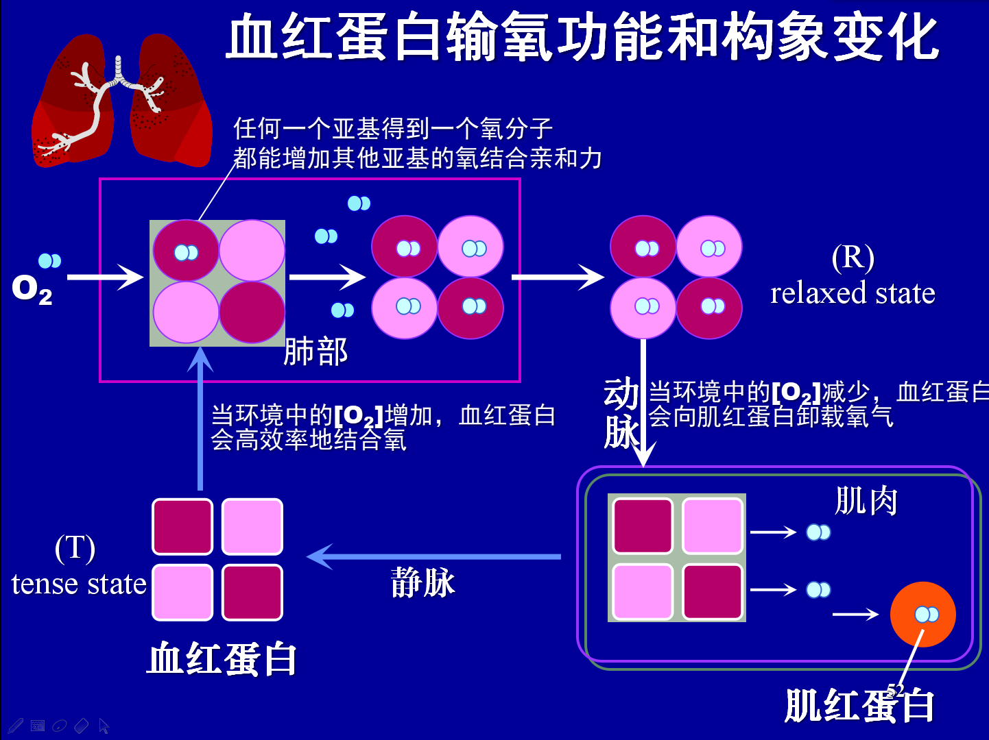 为什么血红蛋白比肌红蛋白更适合担当氧气运输蛋白的责任? - 知乎