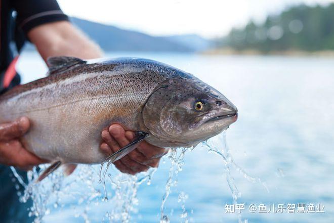 不想再卷四大家鱼的密度和价格?冷水鱼或成为水产养殖新“蓝海” - 知乎