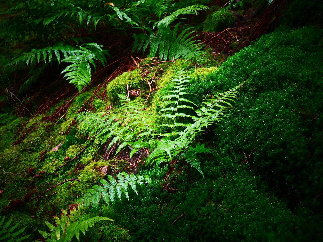 如何种植苦苣苔